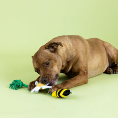 Fringe Studio Pollen para perros: ideal para buscar y jugar