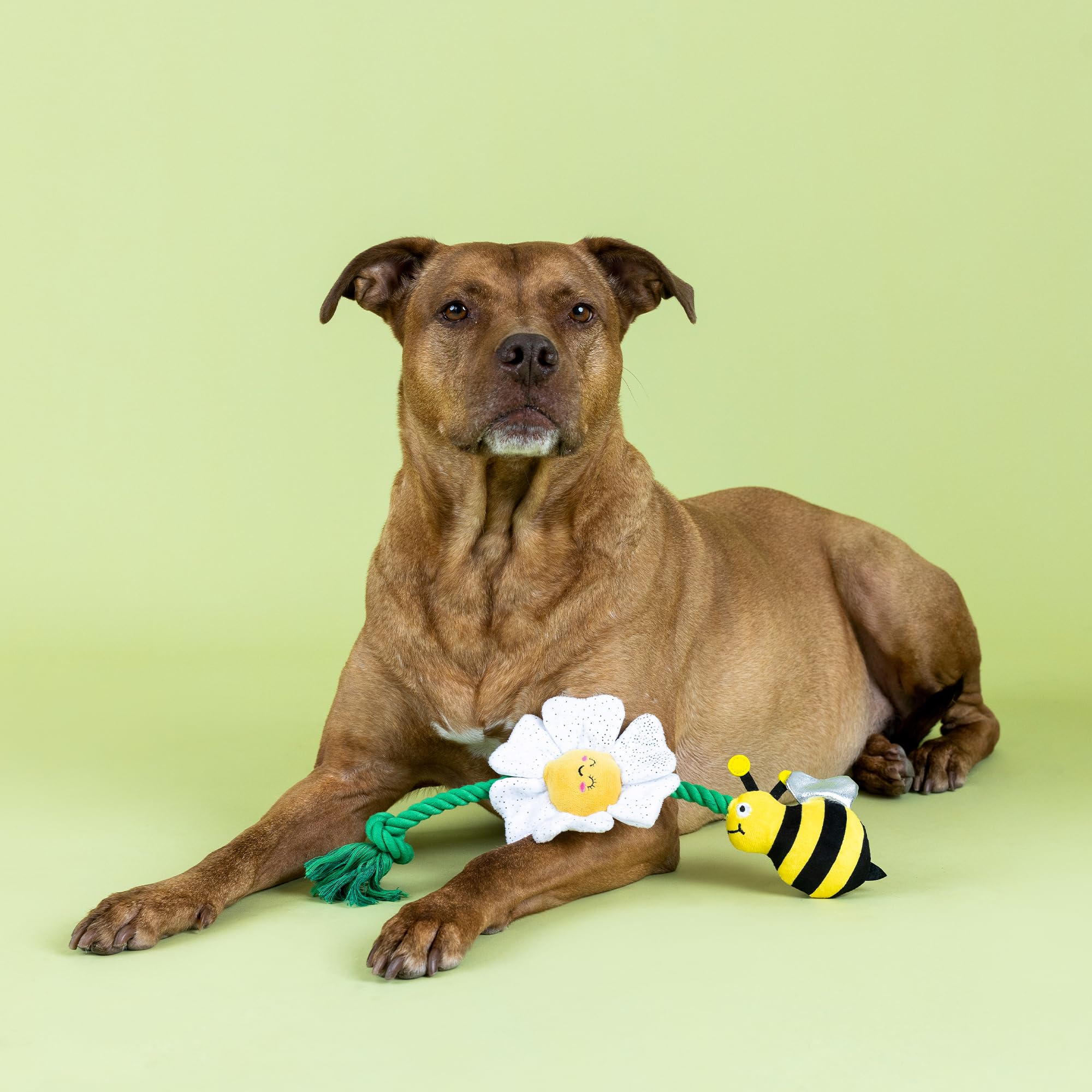 Fringe Studio Pollen para perros: juguete con cuerda deslizante para juego divertido