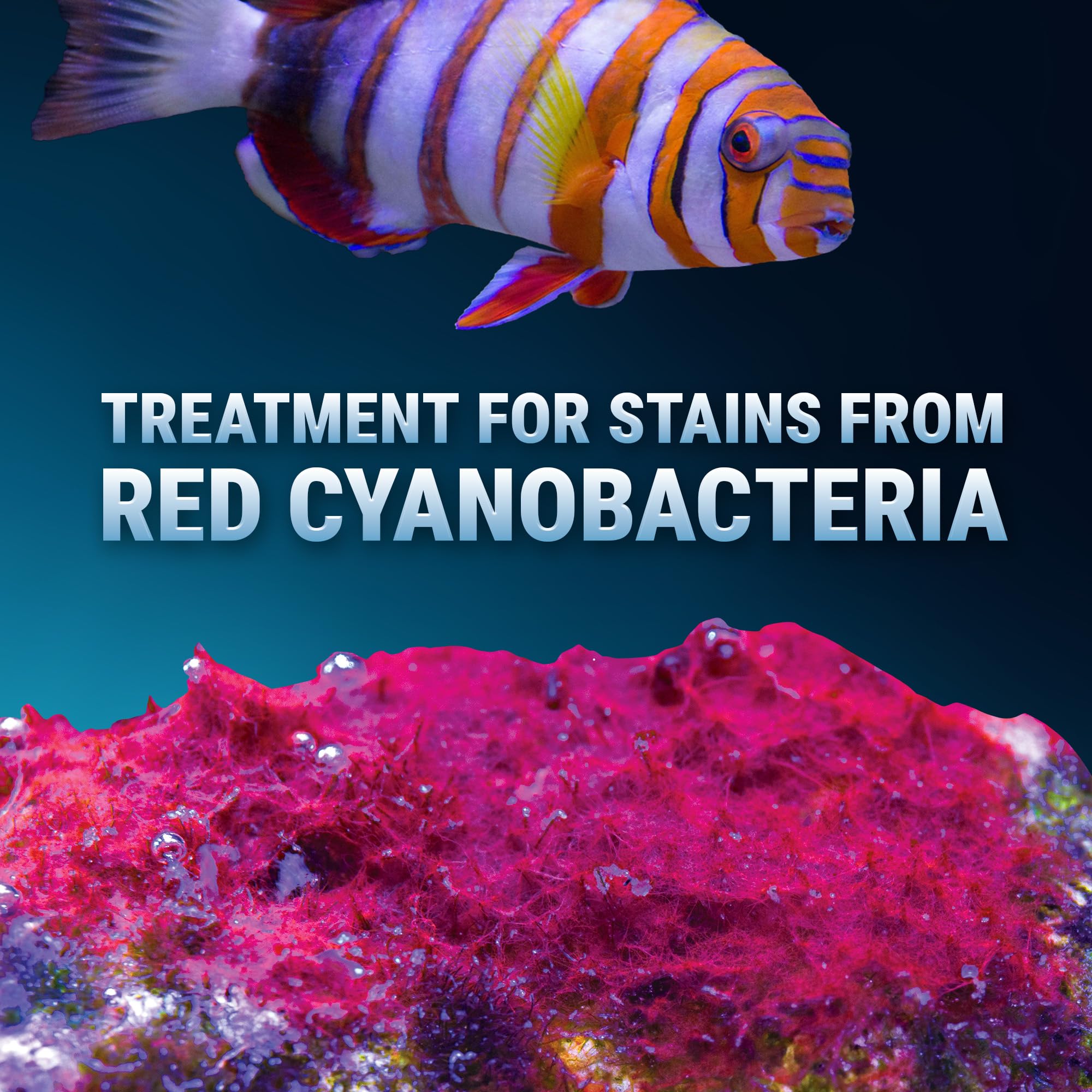Aplicación de Slime Out en acuario para eliminar manchas rojas de cianobacterias