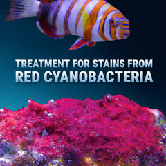 Aplicación de Slime Out en acuario para eliminar manchas rojas de cianobacterias