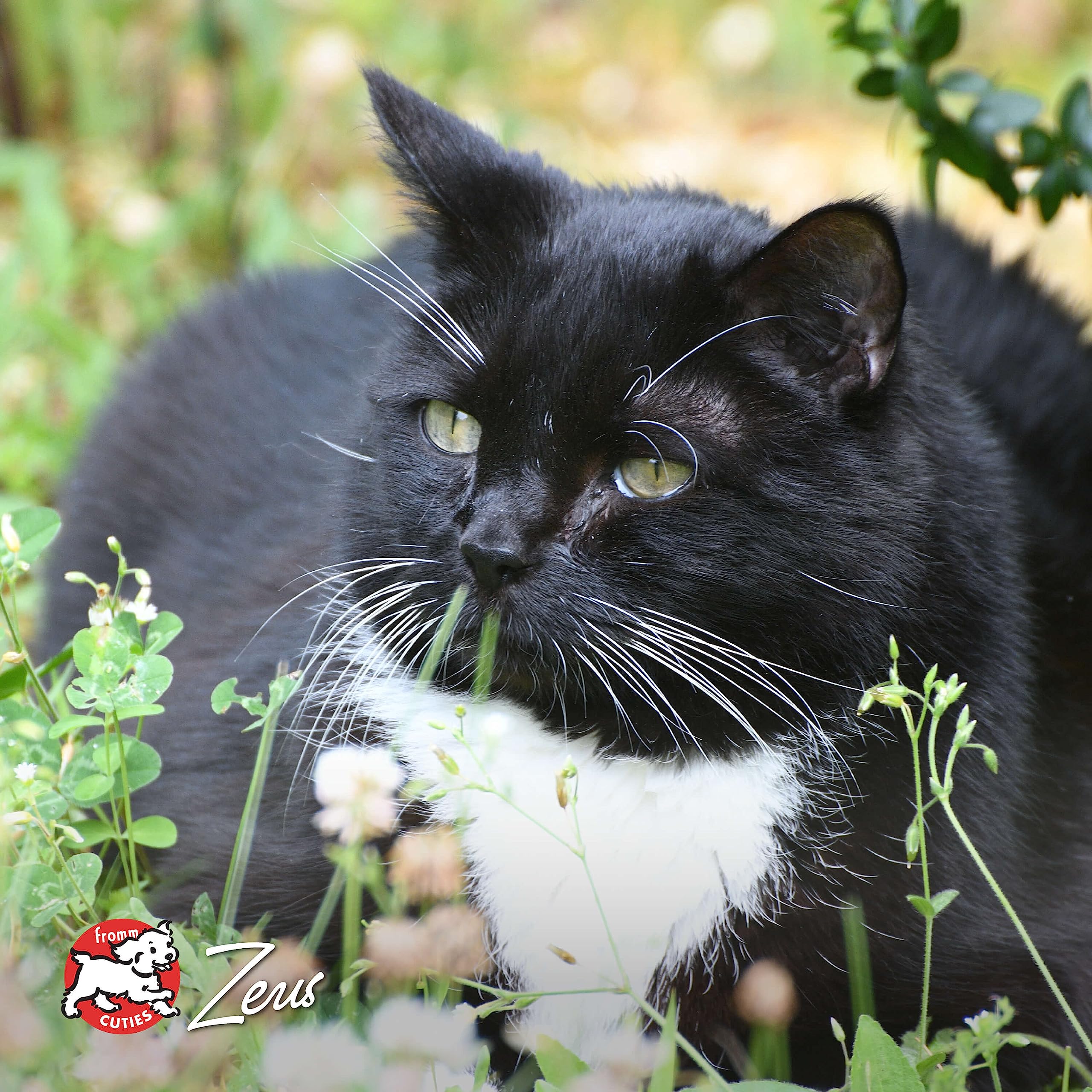Gato mayor satisfecho con Fromm Peso Saludable Oro en su rutina