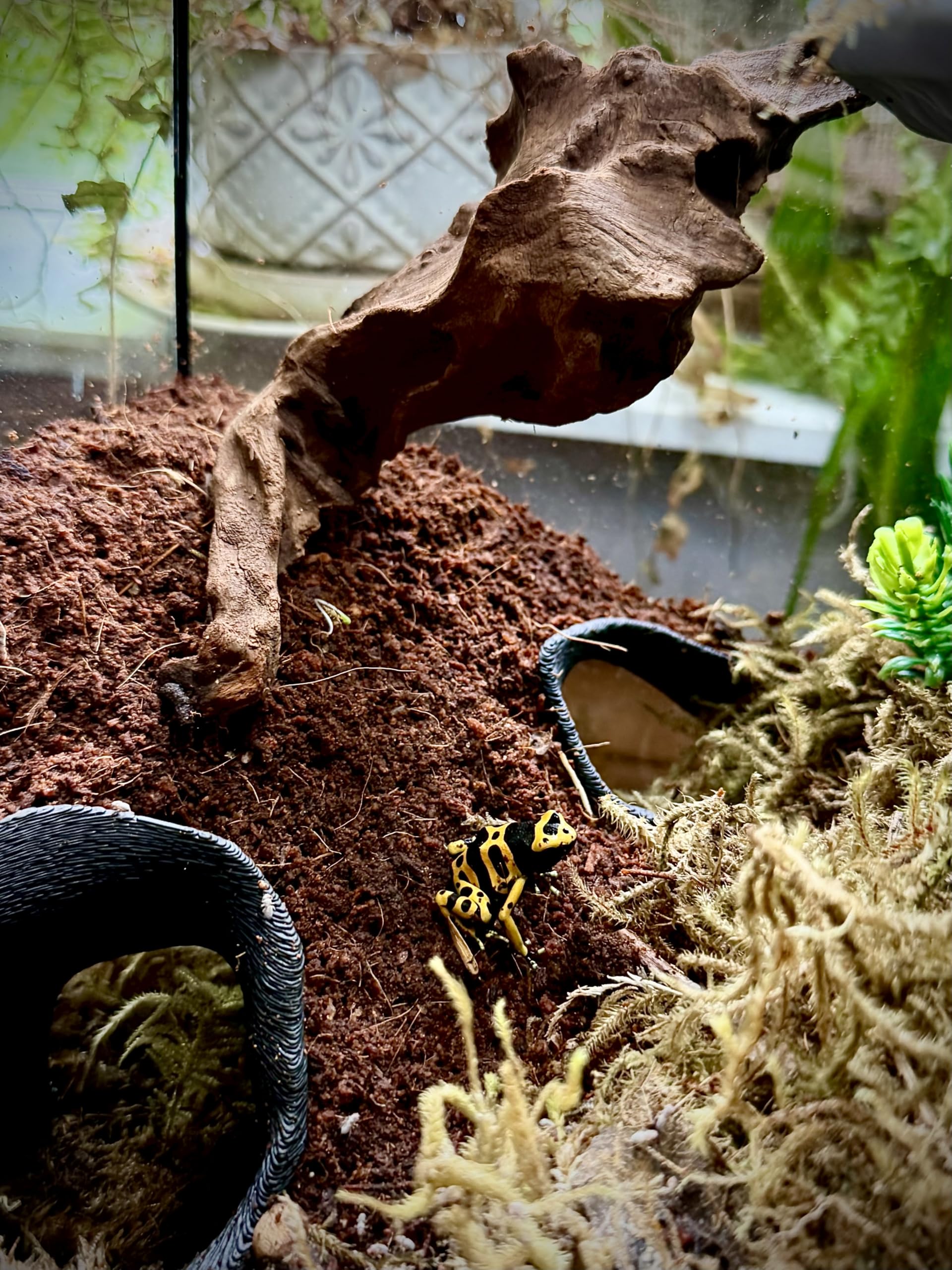 FROSTO acabado texturizado de raíz manglar para terrario o acuario.