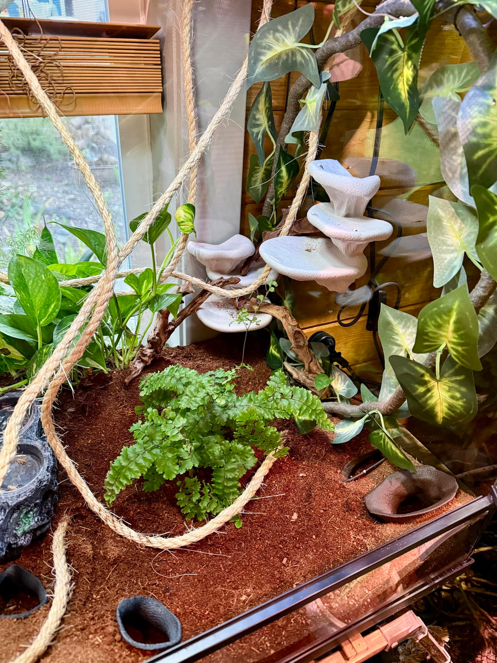 FROSTO dimensiones amplias terrario: soporte cómodo para geckos y ranas.