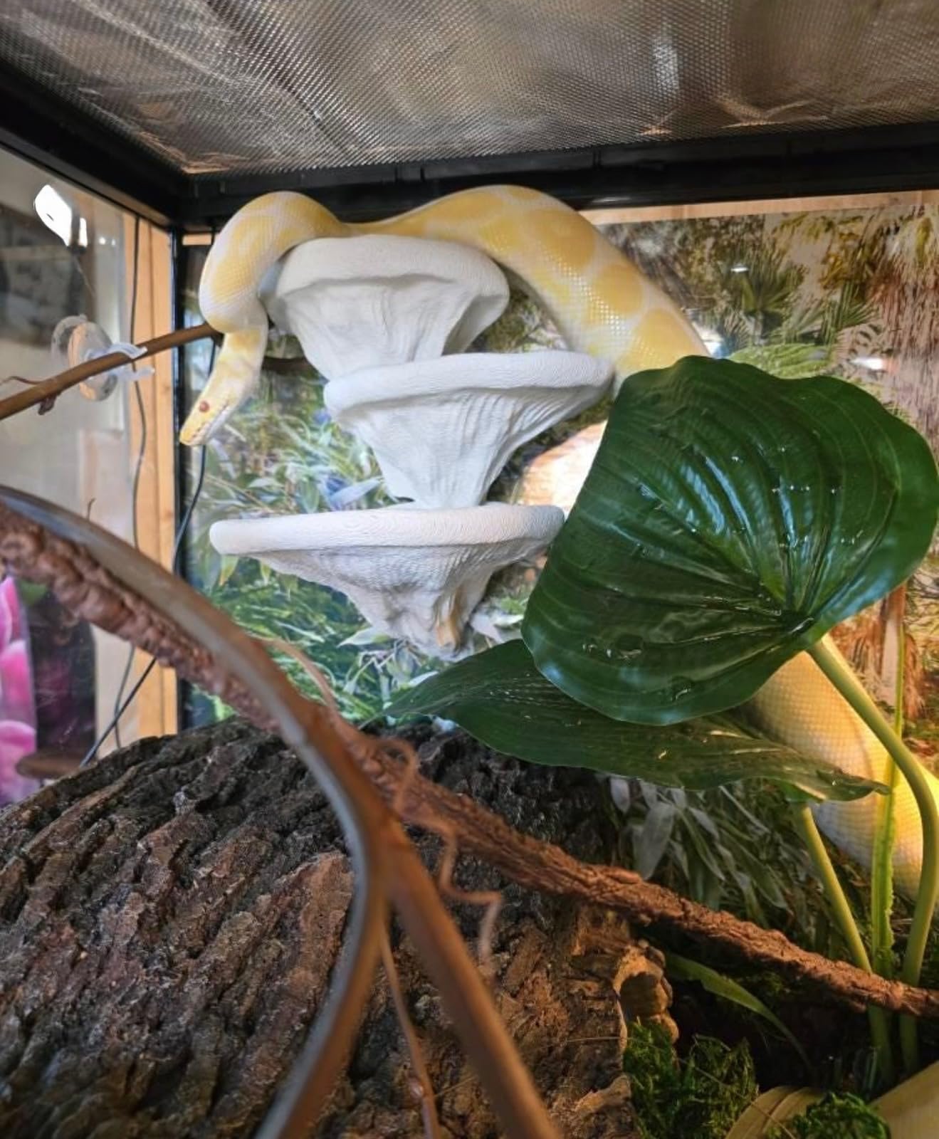 FROSTO estructura grande terrario: superficie amplia para reptiles adultos.