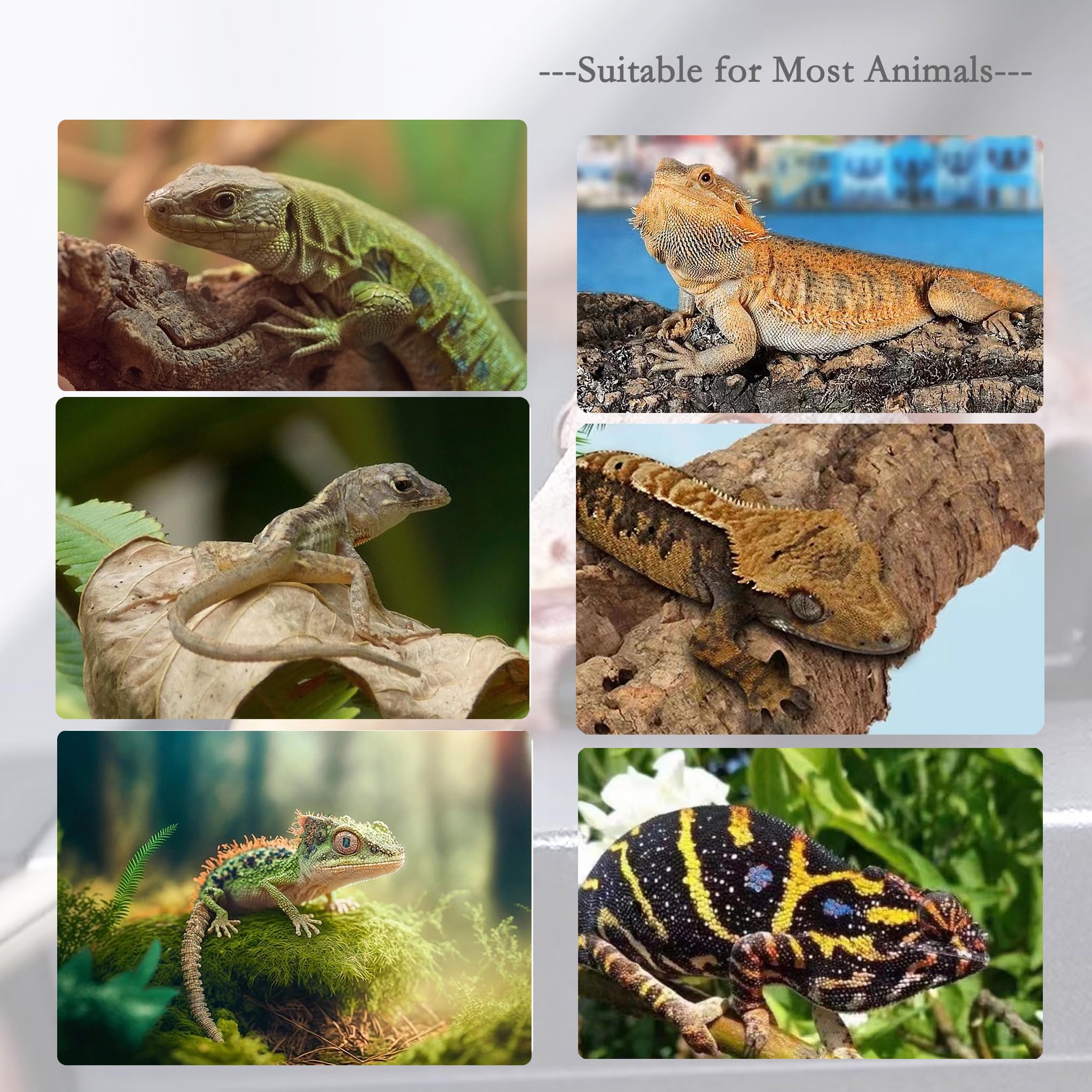 FUATY herramienta de alimentación para reptiles, uso diario.