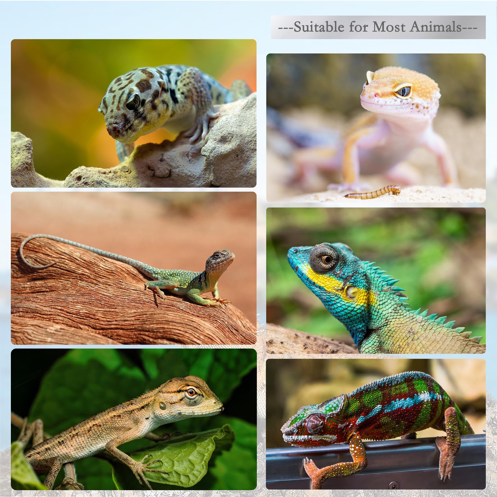 FUATY cuchara para reptiles, perfecta para gecko crestado y dragón barbudo.