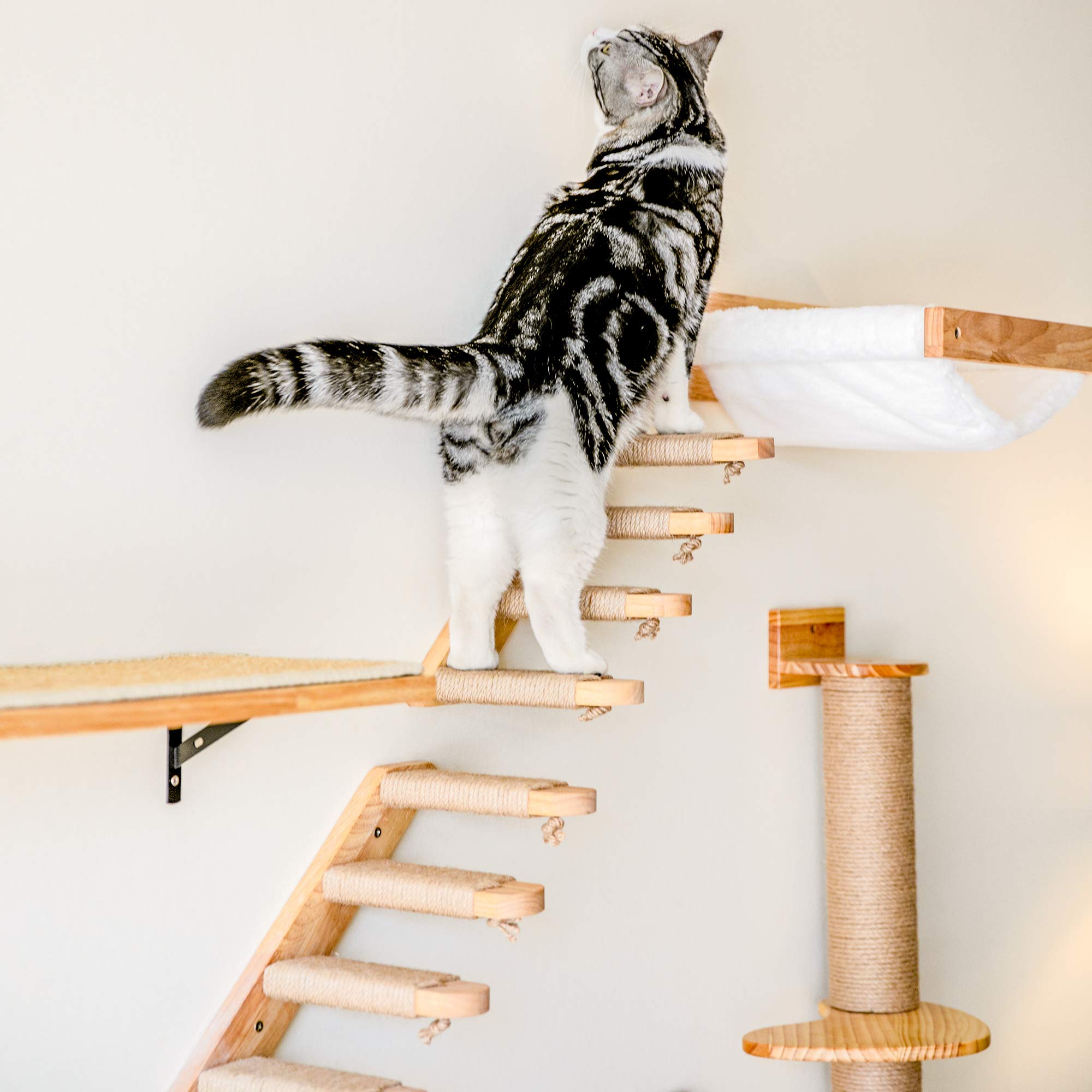 Uso diario de FUKUMARU para observación y descanso del gato.