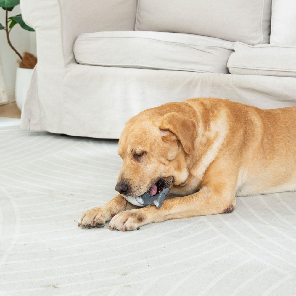 Funnbite tiburón realista, regalo ideal para amantes de perros