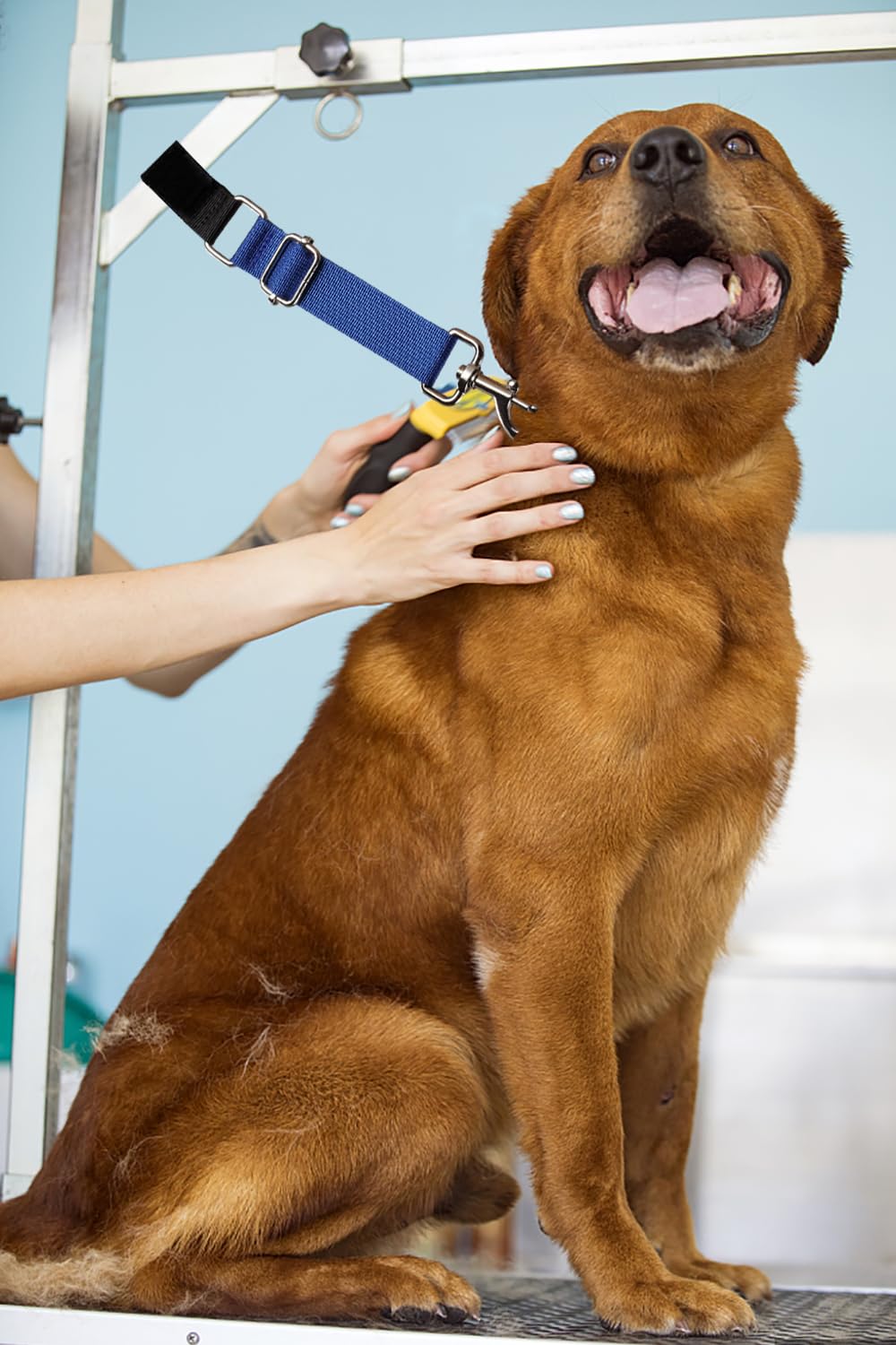 FURSDOLY soporte estable: mantiene a la mascota quieta durante el peinado