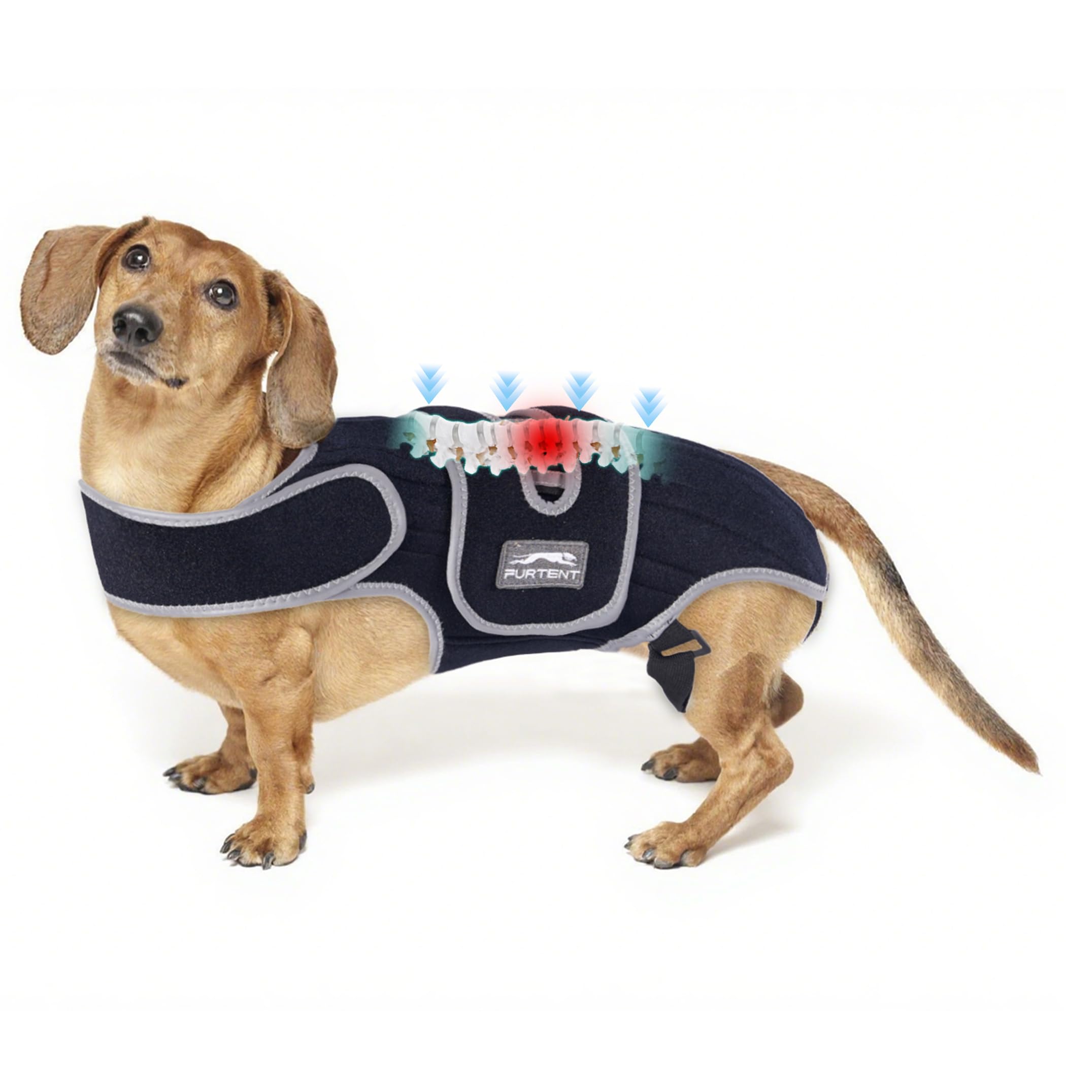 Furtent dorso soporte para perro grande, vista frontal, ofrece estabilidad.