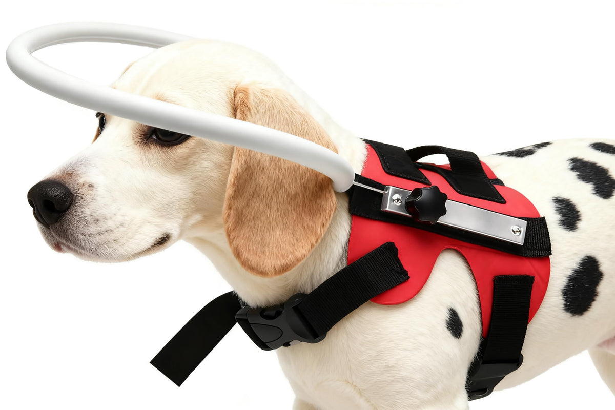 GabeFish Anillo guía ligero para perros y gatos, facilita caminar con seguridad