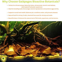 Galapagos Botánicos: corteza de almendra que ofrece refugio a camarones y peces.