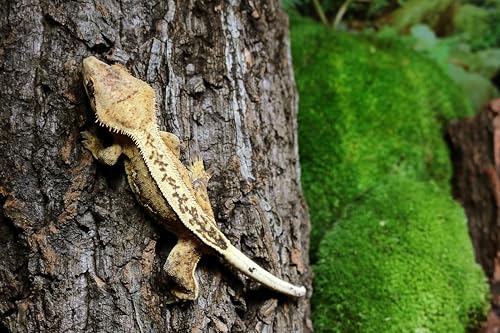 Galápagos corteza de corcho natural: diseño único que se integra en entornos tropicales y desérticos