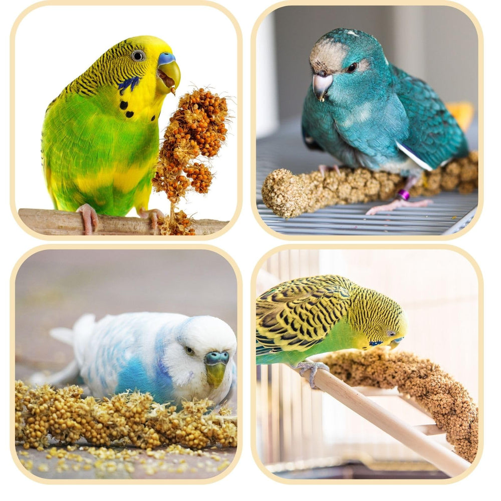 GANMHOILL uso-diario-mijo para pajaros, facilita la alimentación diaria y el cuidado