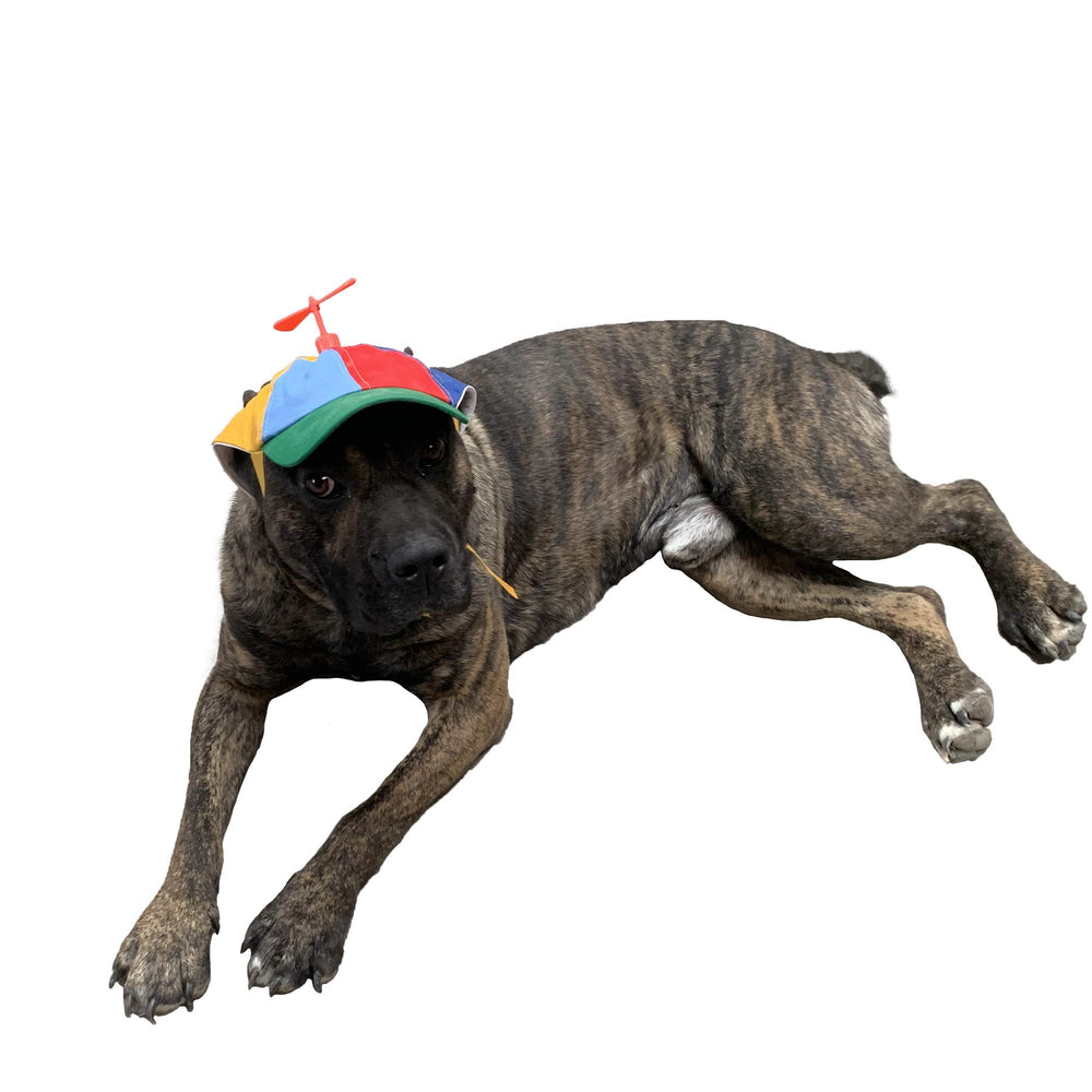GEANBAYE gorra para perro con Hélice divertida iridiscente, ideal para paseos