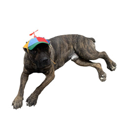 GEANBAYE gorra para perro con Hélice divertida iridiscente, ideal para paseos