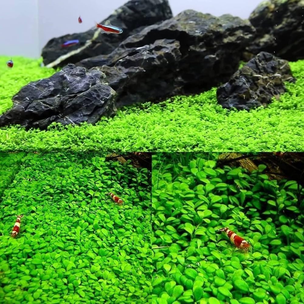 Generic Alfombra enana de hoja grande para acuario, favorece crecimiento estable y aspecto verde.