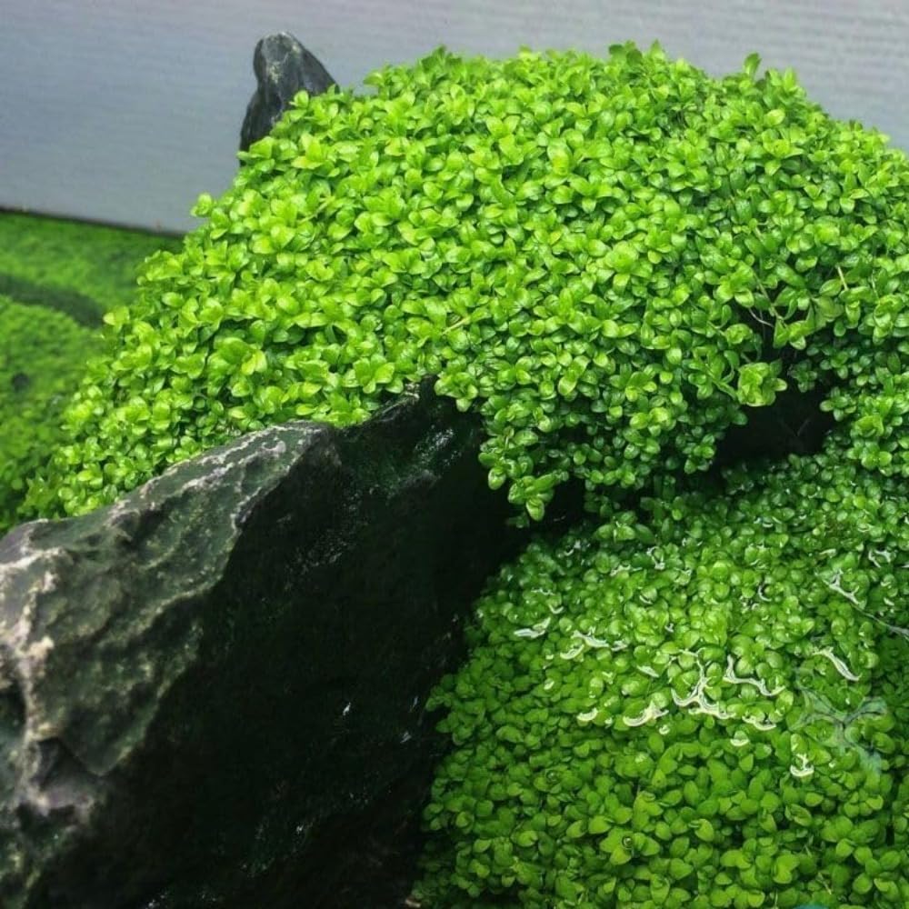 Generic Alfombra enana de hoja grande para acuario, cultivo rápido y cobertura uniforme.