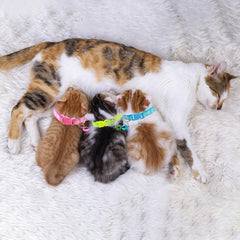 Collar ajustable de Generic para cachorro, cómodo y adaptable a su crecimiento.