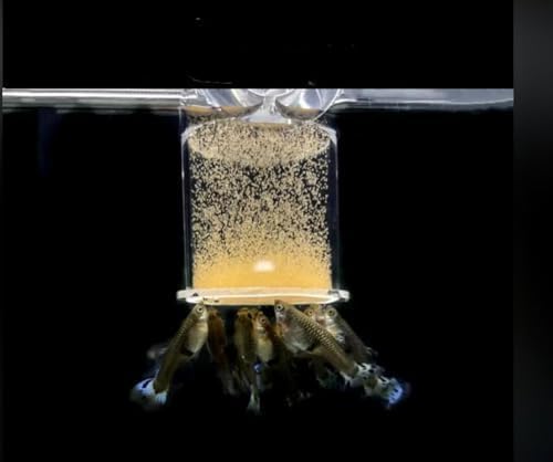 Incubación de artemia por Generic: proceso fácil y limpio.