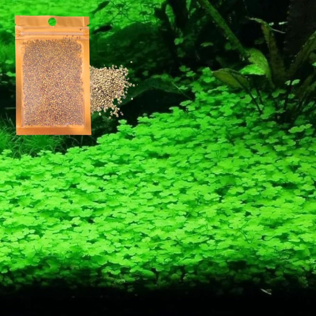 Lucky Grass en acuario: cobertura verde densa y crecimiento rápido para un paisaje natural