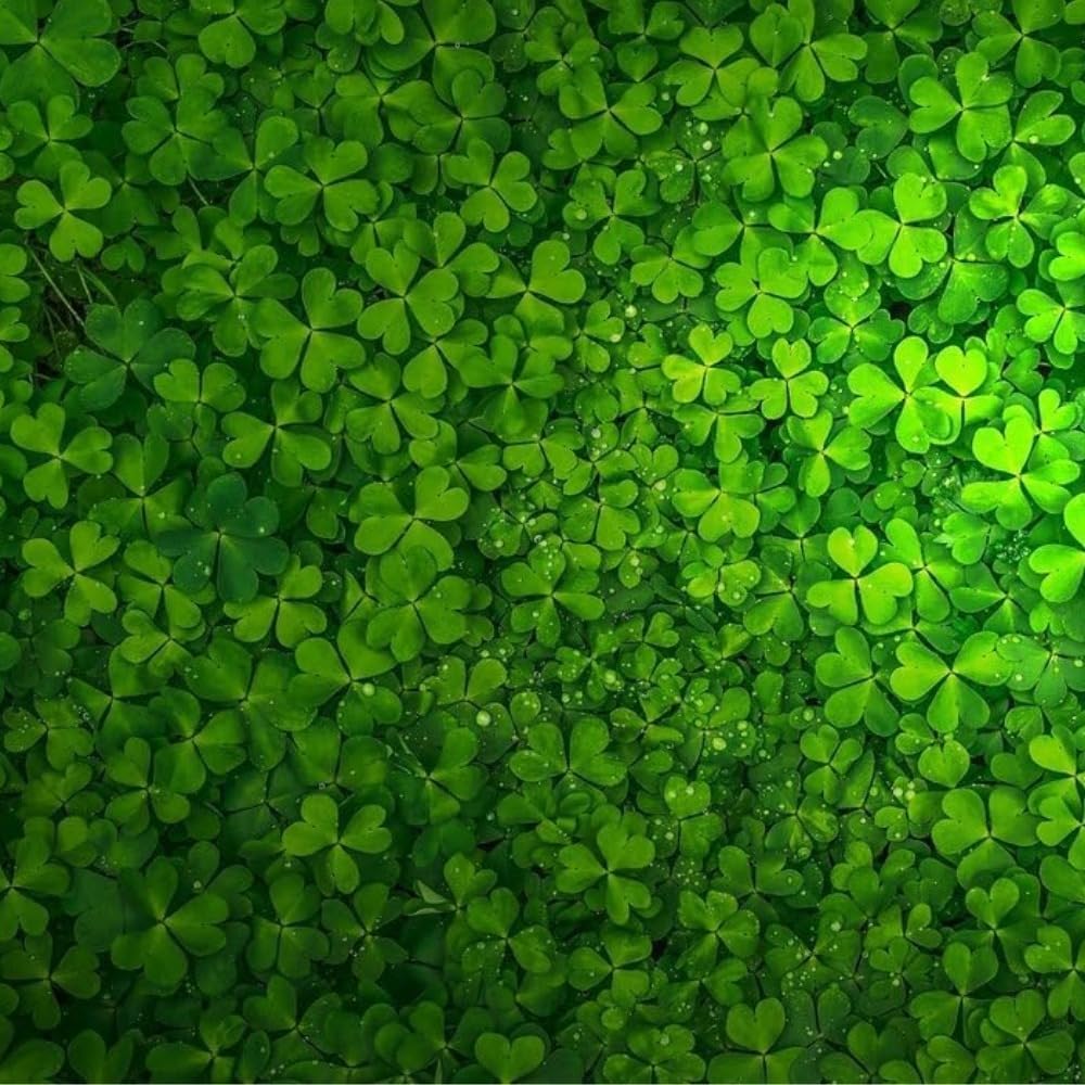 Genérico Lucky Grass muestra crecimiento rápido y cobertura densa para acuario.