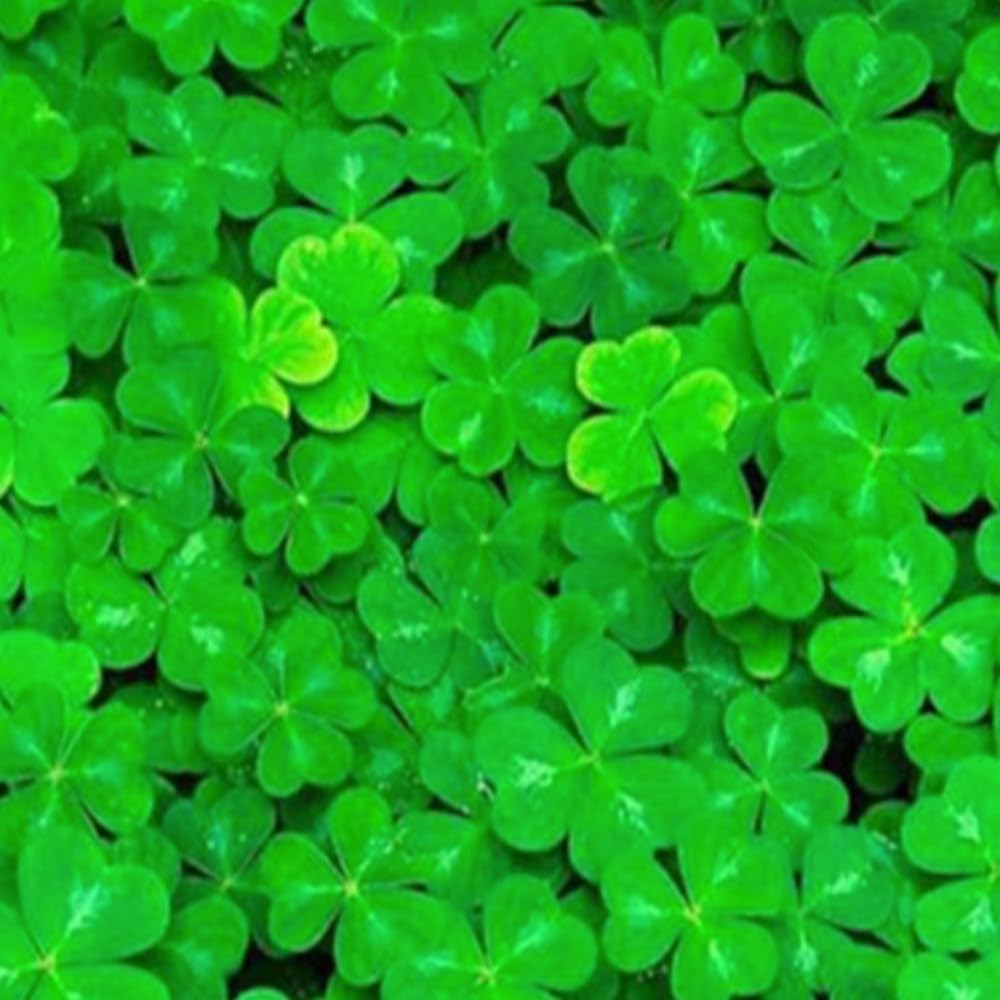 Lucky Grass creciendo rápido: hojas compactas, efecto visual sólido en acuario