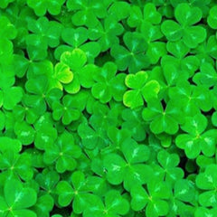 Lucky Grass creciendo rápido: hojas compactas, efecto visual sólido en acuario