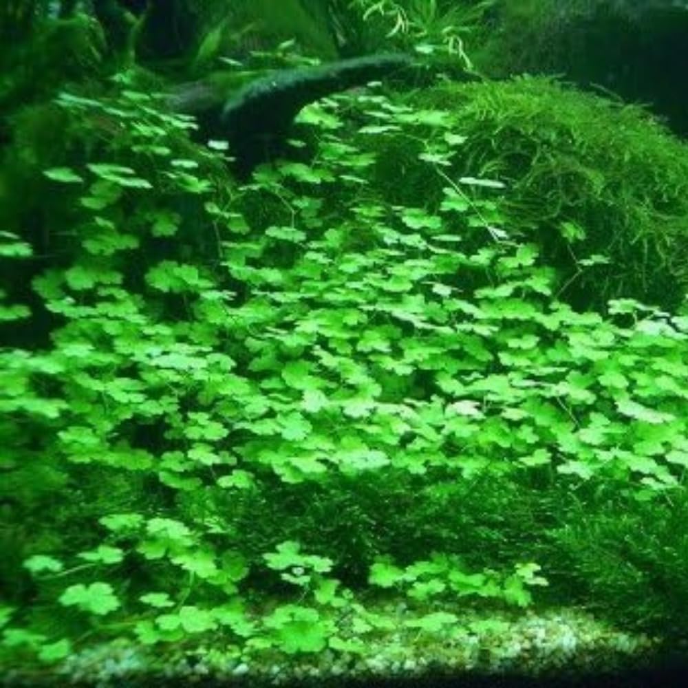 Lucky Grass contribuye a la oxigenación visual del acuario cuando se ilumina