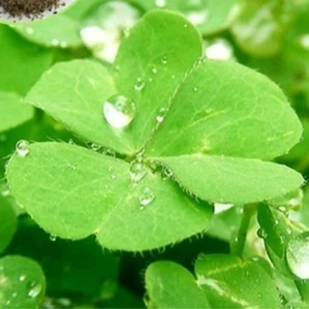 Lucky Grass en terrario acuático: textura y humedad para un entorno húmedo