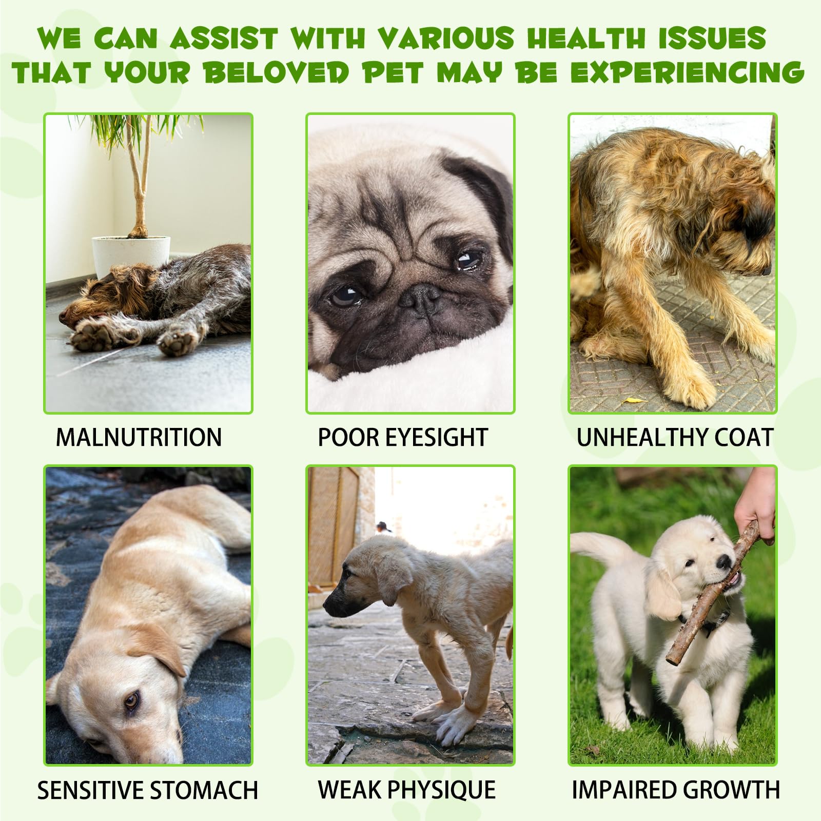 Generic Probiotics para perros, producto listo para mezclar con comida de perros.