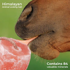 Bloque de sal Himalaya ZK de 2 lb, ideal para suministro mineral diario.