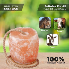Ganado en establo consumiendo sal Himalaya ZK, soporte mineral confiable.