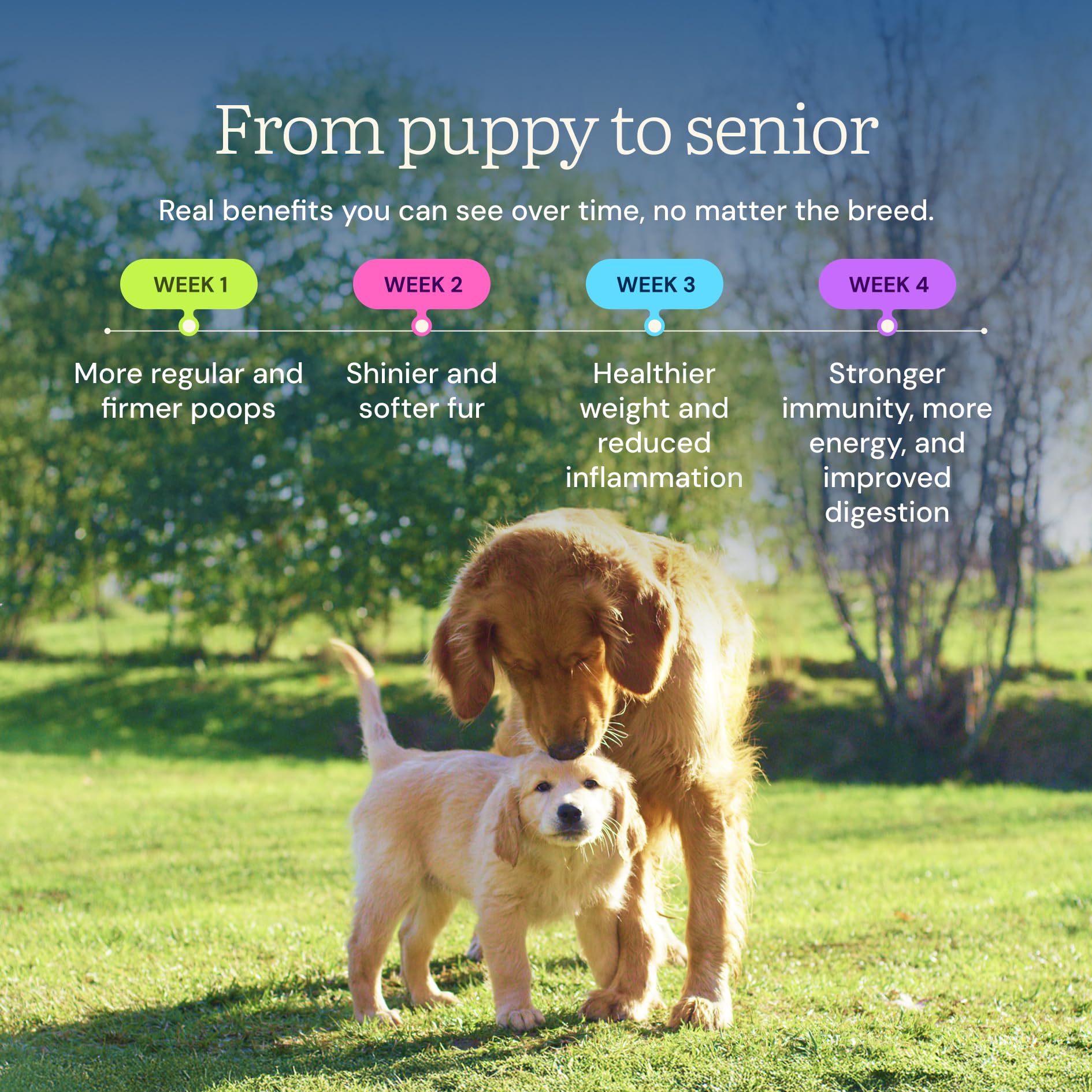 Get Joy probióticos para perros, apoyan la salud intestinal.