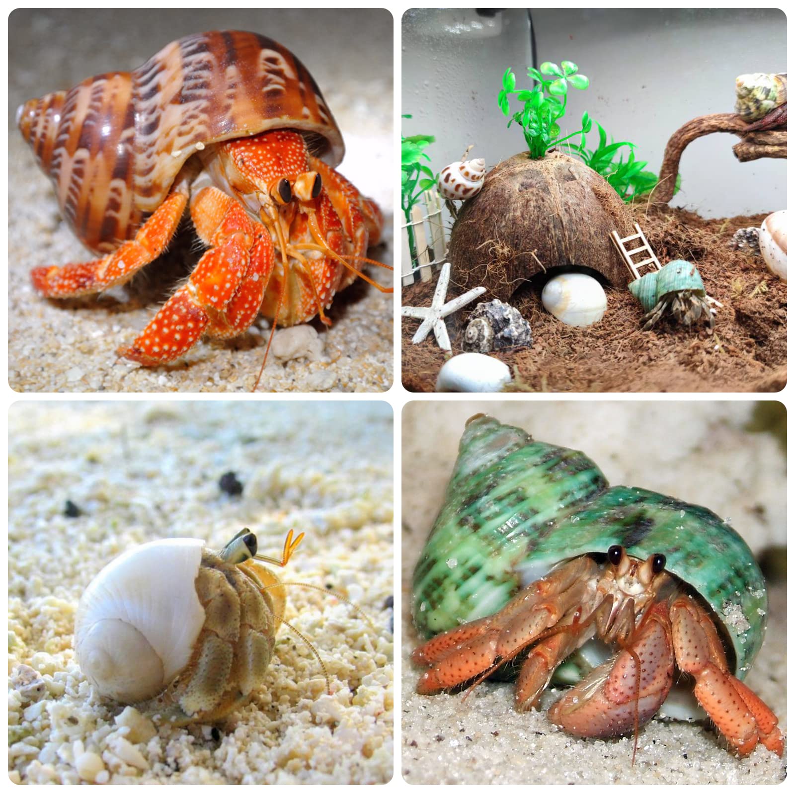 Giftvest conchas para manualidades y decoración de acuario