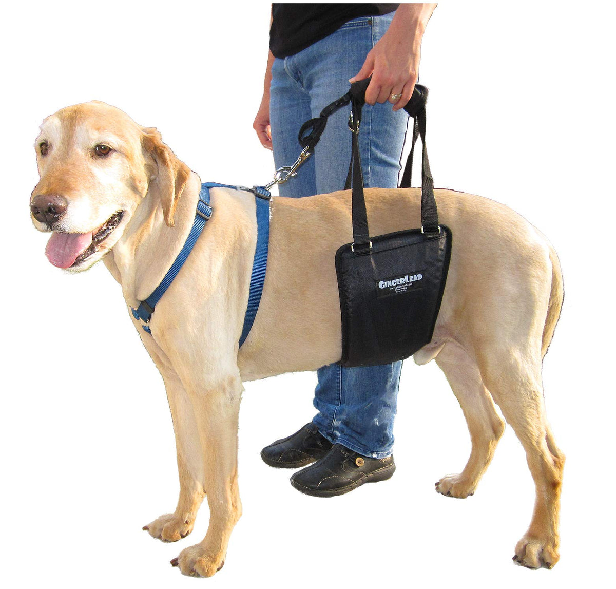 GingerLead arnés de soporte trasero para perros, ayuda a la movilidad.