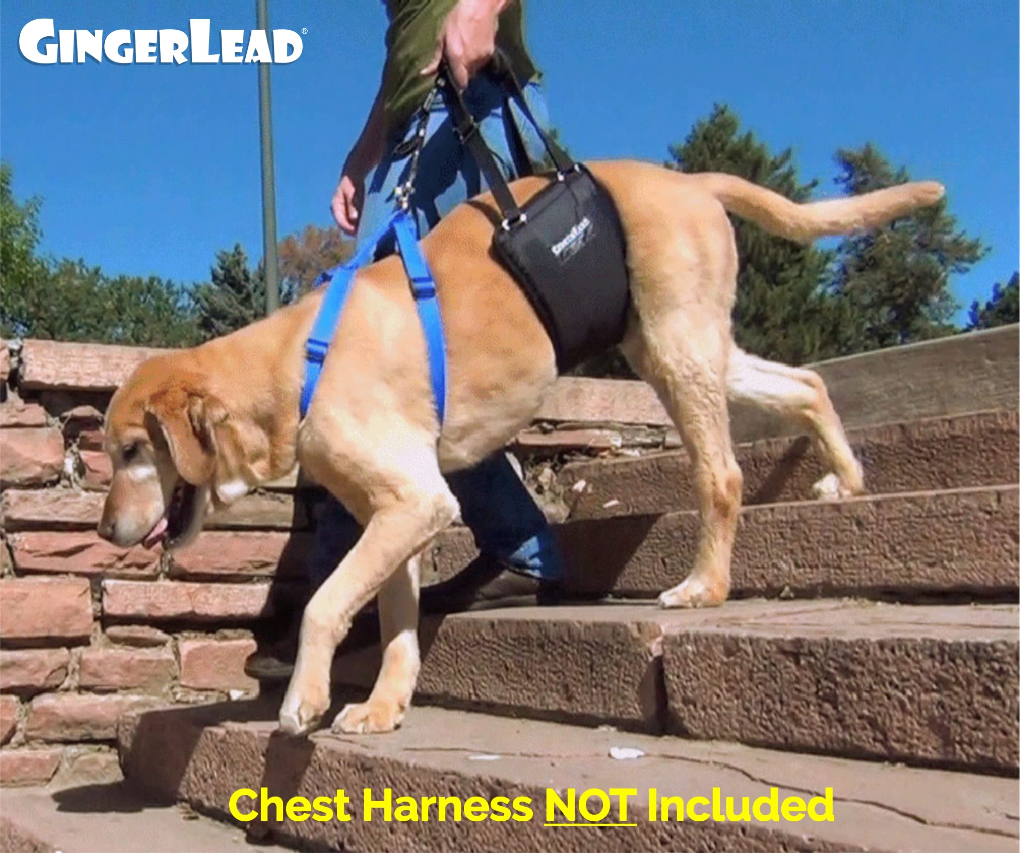 GingerLead medidas y tallas para un ajuste correcto.