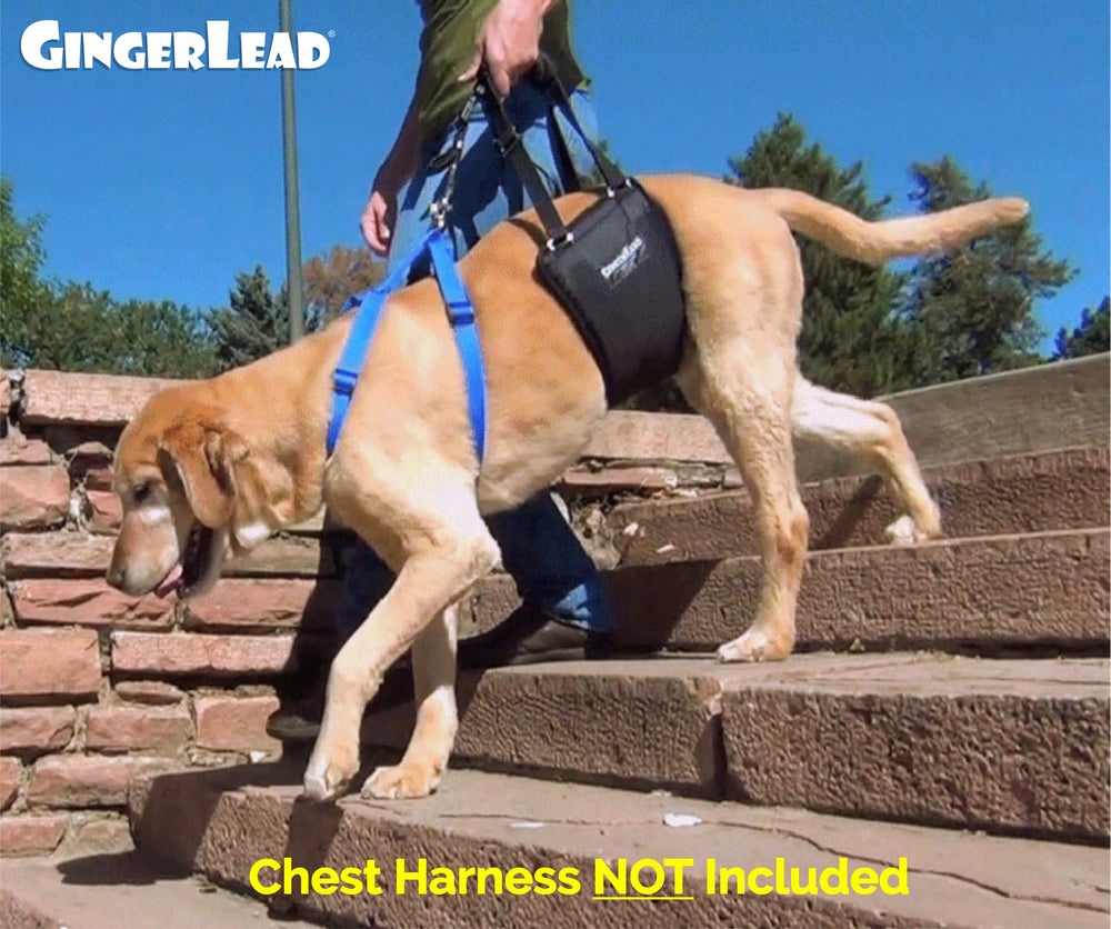 GingerLead medidas y tallas para un ajuste correcto.
