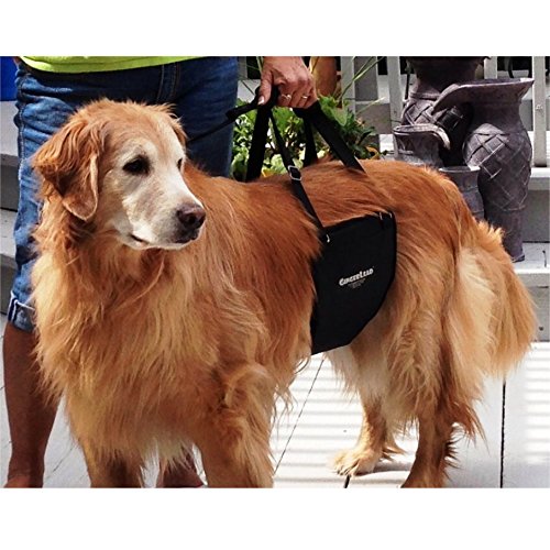 GingerLead uso diario para perros mayores con movilidad.