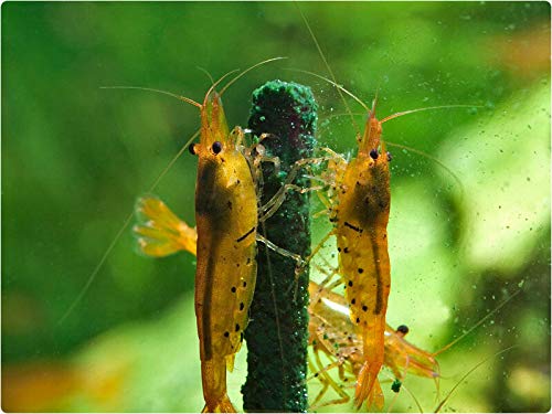 GlasGarten Shrimp Lollies colocadas en sustrato: alimento estable que cuida la limpieza del acuario
