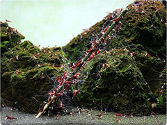 GlasGarten Shrimp Lollies sabores artemia: snack sabroso para camarones ornamentales