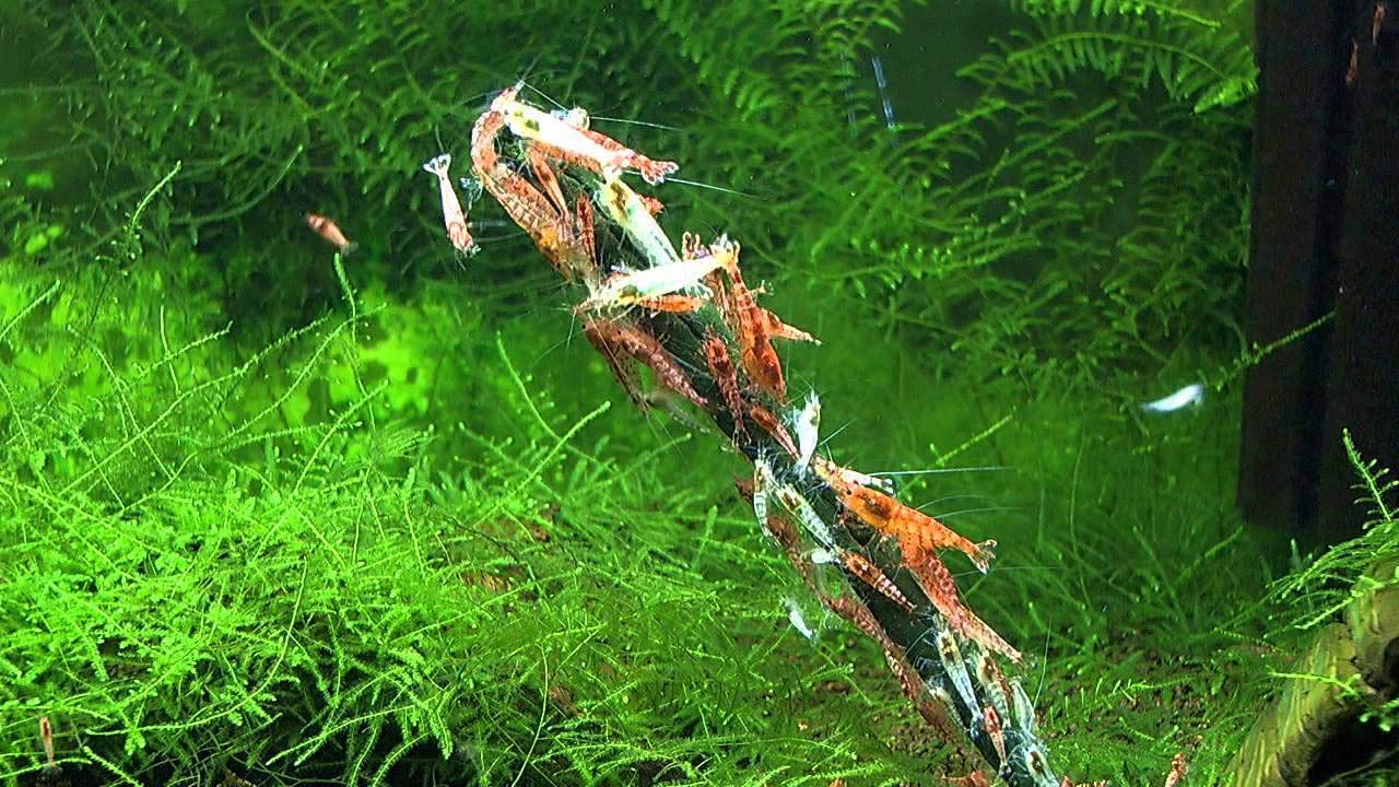 GlasGarten Shrimp Lollies sabores moringa: complemento mineral para camarones ornamentales