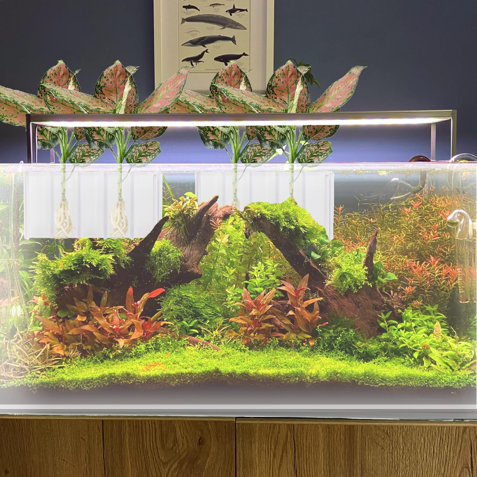 GLEFLE material plástico para acuario, resistente y duradero.