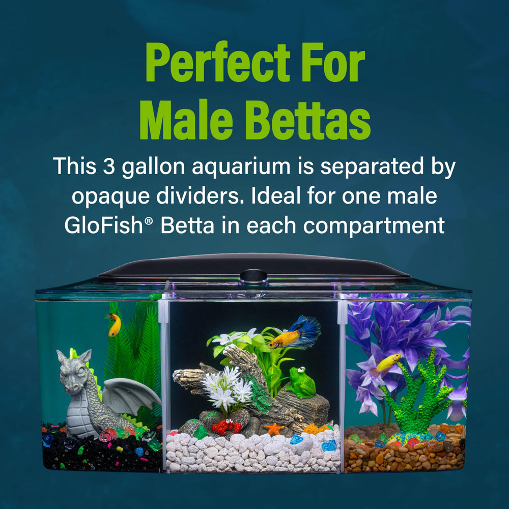 Divisores opacos entre compartimentos para mantener separadas las Bettas.