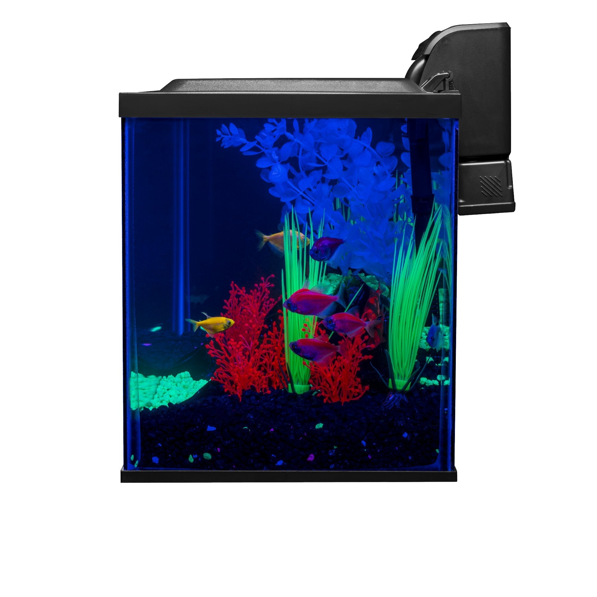 Iluminación LED azul y blanco para realzar peces fluorescentes GloFish