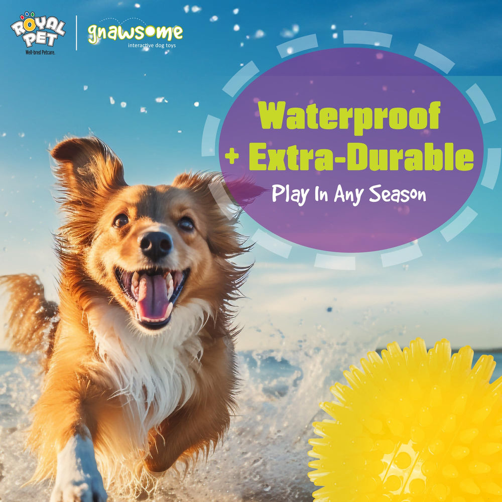 Gnawsome diámetro 3-5 pulgadas, apto para perros de todos los tamaños.
