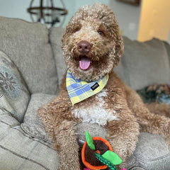 Bandana Gofshy para uso diario de perros, ligero y cómodo