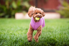 Goldpaw Camisa Solar para Perro, ajuste seguro y cómodo