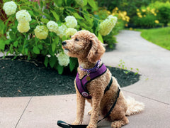 Gooby Comfort X Arnés ajuste: ajuste cómodo para perros pequeños.