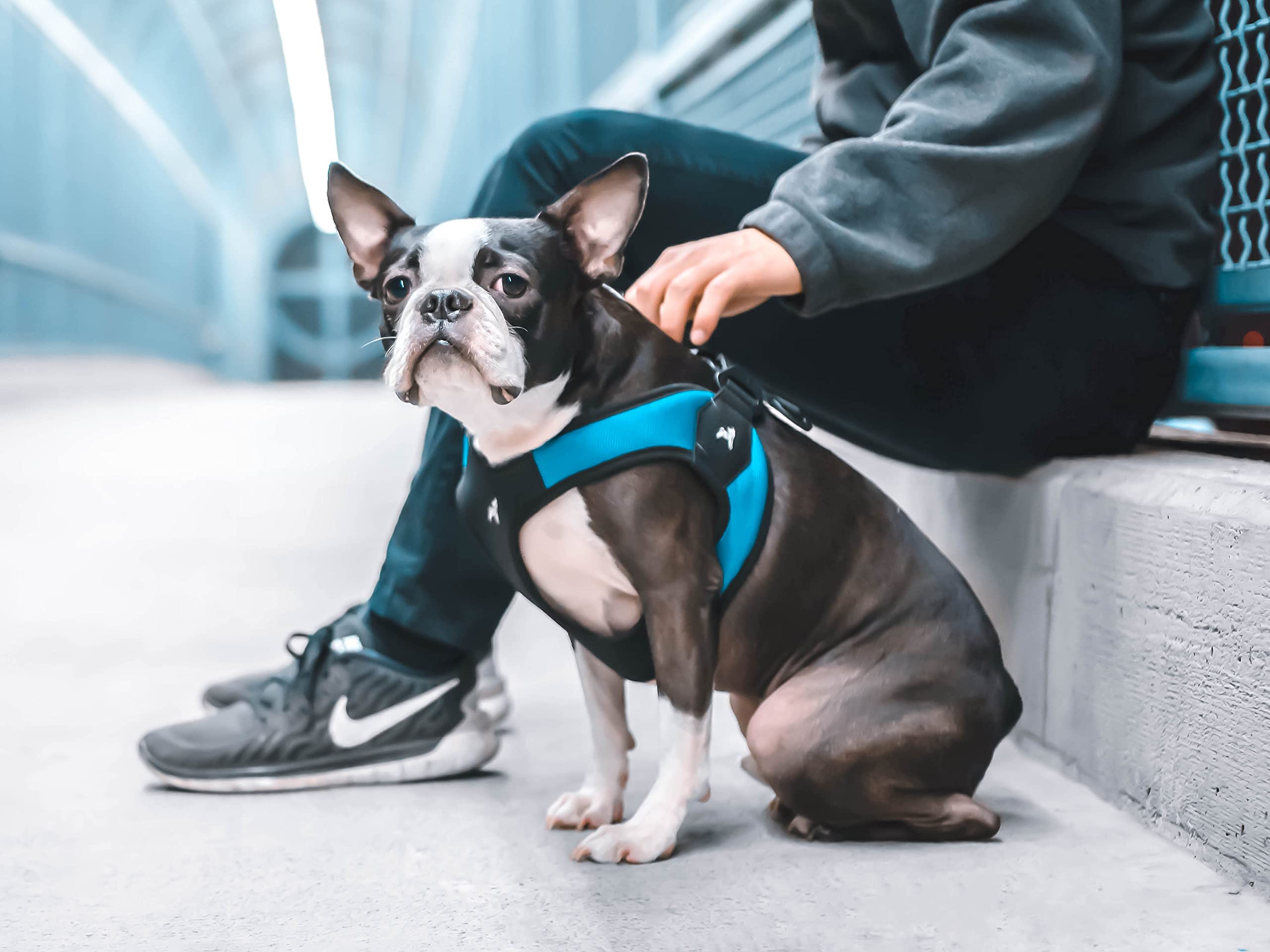Gooby uso diario: diseño sencillo para paseos y entrenamiento.